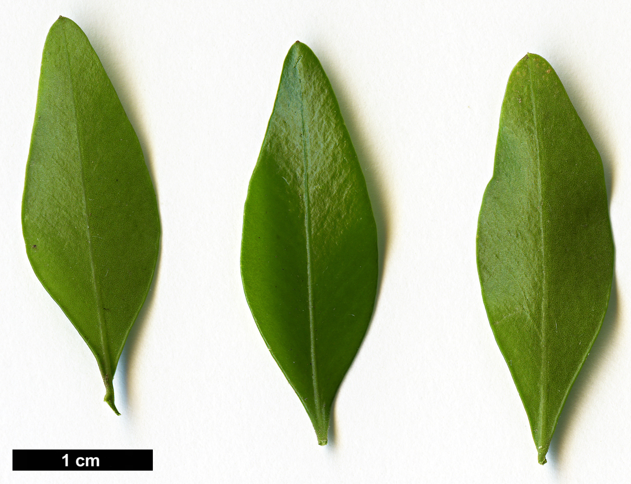 High resolution image: Family: Buxaceae - Genus: Buxus - Taxon: macowanii High resolution image: Family: Buxaceae - Genus: Buxus - Taxon: macowanii